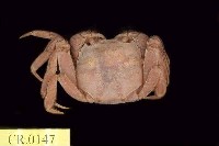 藏品(日本絨螯蟹)的圖片